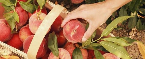 Picking OV Peaches (unsplash)