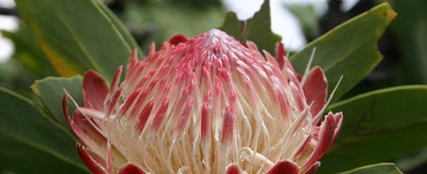 protea