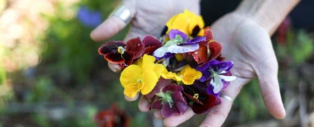 veld_and_sea_pansies