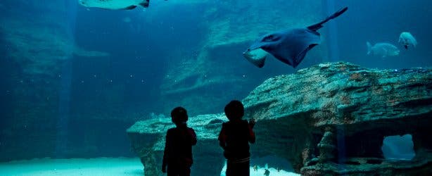 Two Oceans Aquarium 2025