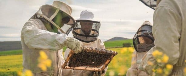 Honeybee Heroes 