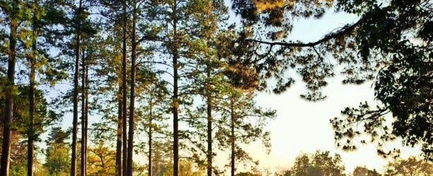 Tokai Arboretum - @kurtshaunphillips