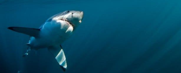 White Shark Cage Diving - Great White