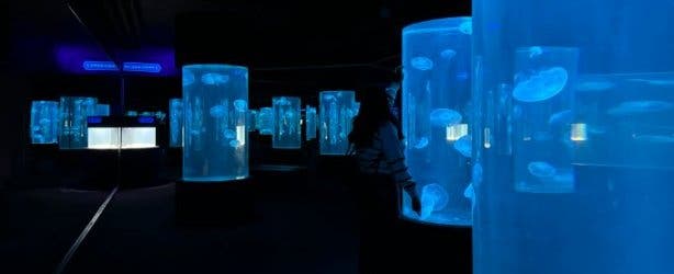 Two Oceans Aquarium jellyfish gallery