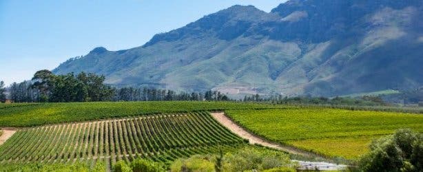 View of the vineyards at Glenelly Estate