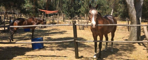 Mountain View Horsetrails