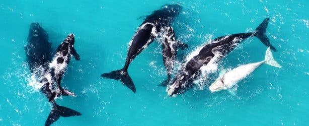 Whale Beerfest Hermanus