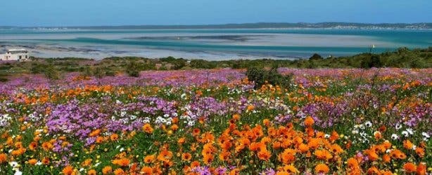 Wild flowers Langebaan coast