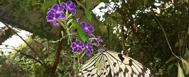 butterfly world zoo