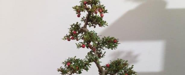 bonsai_plant5