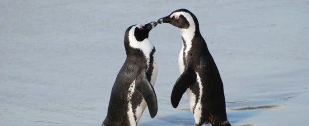 penguins_boulders_pic_paul_mannix_flickr
