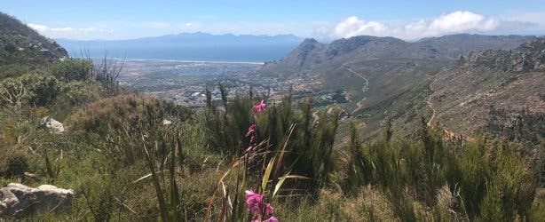 Elephant's Eye NEW 3