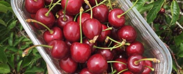 Cherry Picking Ceres Klondyke Farm 3