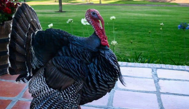 Webersberg Wine Estate geese