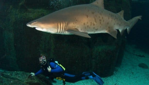 Two_Oceans_Aquarium_Dive_School_Cape_Town_shark_tank