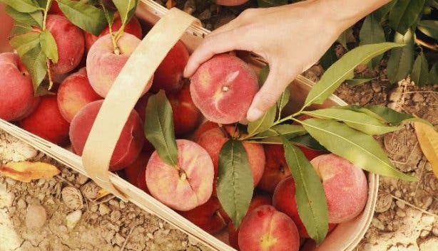 Picking OV Peaches (unsplash)