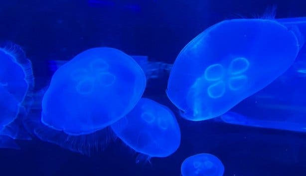 Two Oceans Aquarium 2025