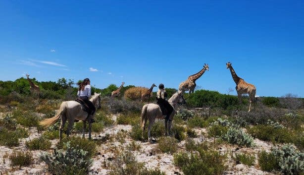 West Coast Safaris new recurring event