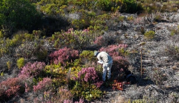 West Coast Safaris 2025