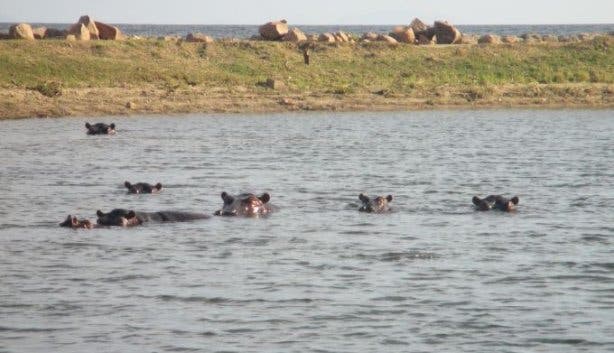 Antje Waldschmidt Flusspferde in Simbabwe