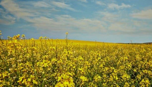 B_Well_Festival_of_Yellow_South_Africa_canola_fields