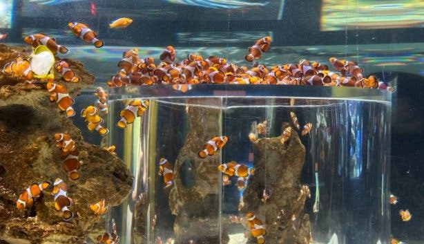 Two Oceans Aquarium nemo