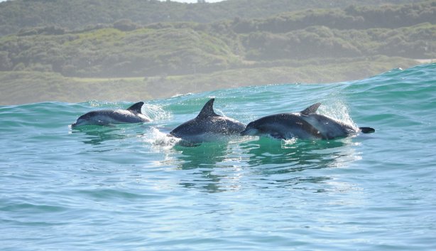Plett Ocean Festival 2026
