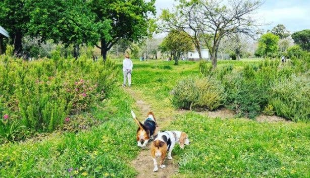 Radloff Dog Park