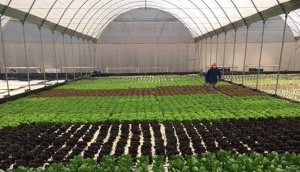 Aquaponics Workshop - 3