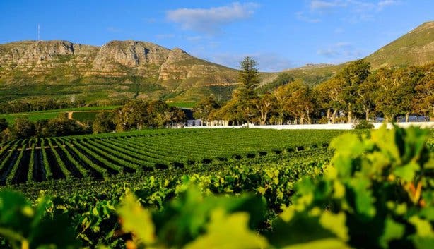 Groot Constantia