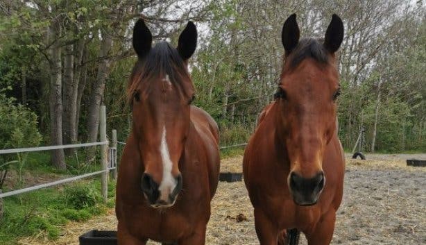 Riding_Centre_Hout_Bay_Cape_Town_horses