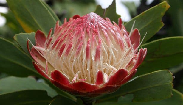 protea