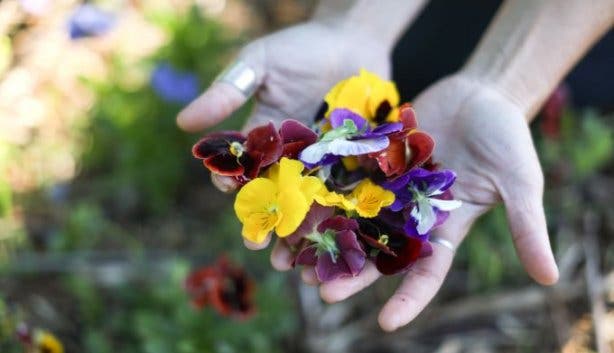 veld_and_sea_pansies