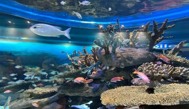 Two Oceans Aquarium creatures