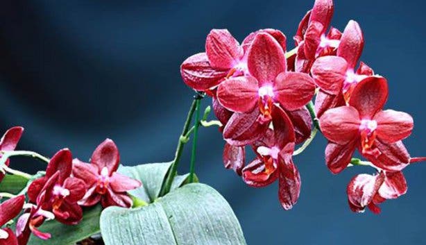 Orchid Auction - 1