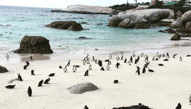 Boulders Beach