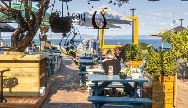 pear tree new image 4