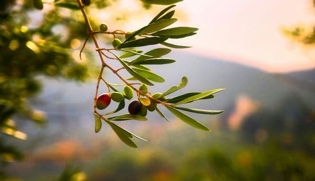 Swartland Olive Festival EDITED 4