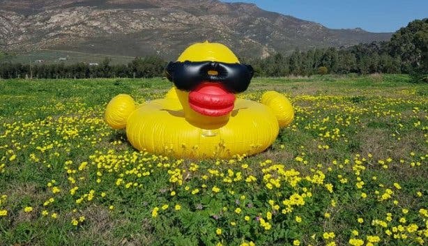 day_at_the_duck_races