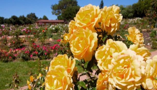 Durbanville Rose Garden