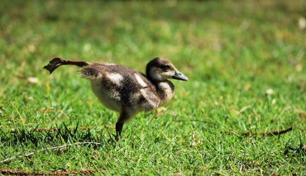 yoga_goose