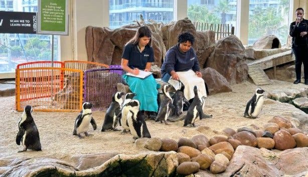 Two Oceans Aquarium penguin feeding times