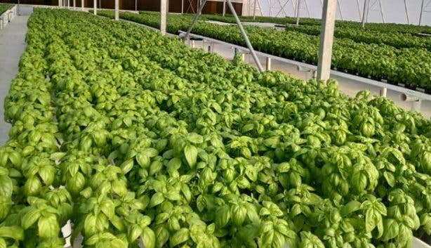 Hydroponic farming