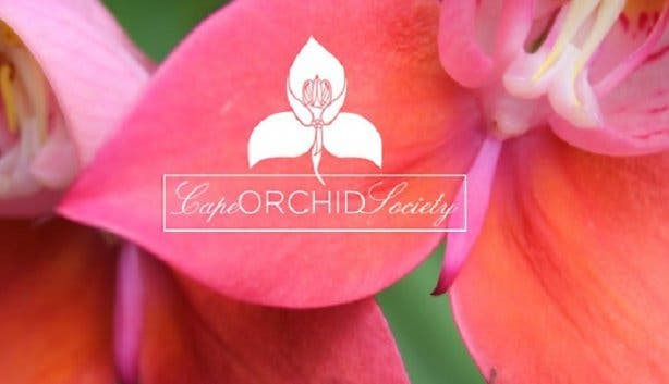 Cape Orchid Society
