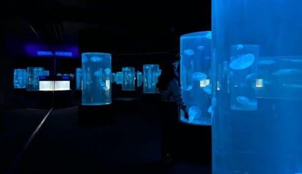 Two Oceans Aquarium jellyfish gallery