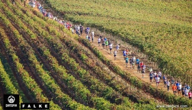 Dirtopia trail run vineyards