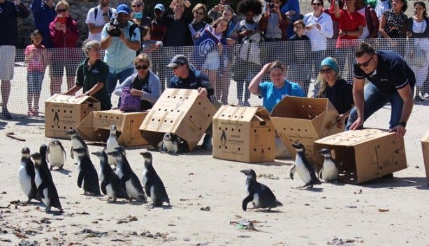 Penguin_Festival