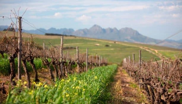 Zevenwacht Wine Estate 