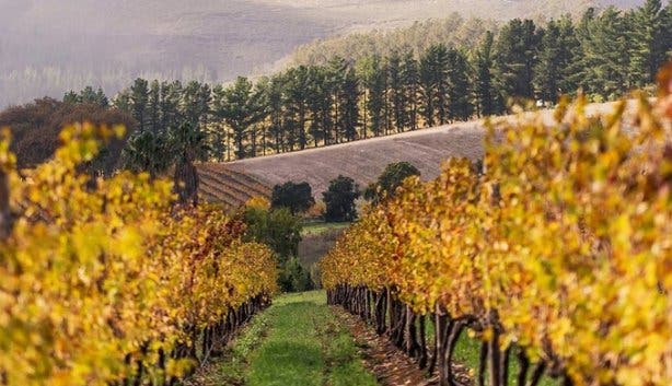 Muratie winter wine festival vineyards 2017