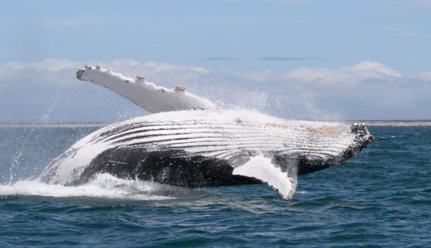 West Coast Safaris recurring event 2025